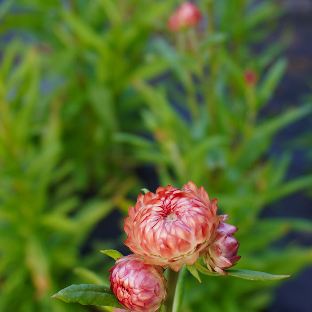 Salmon Rose – West Coast Seeds