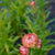 Salmon Rose