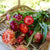 Salmon Rose