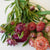 Salmon Rose