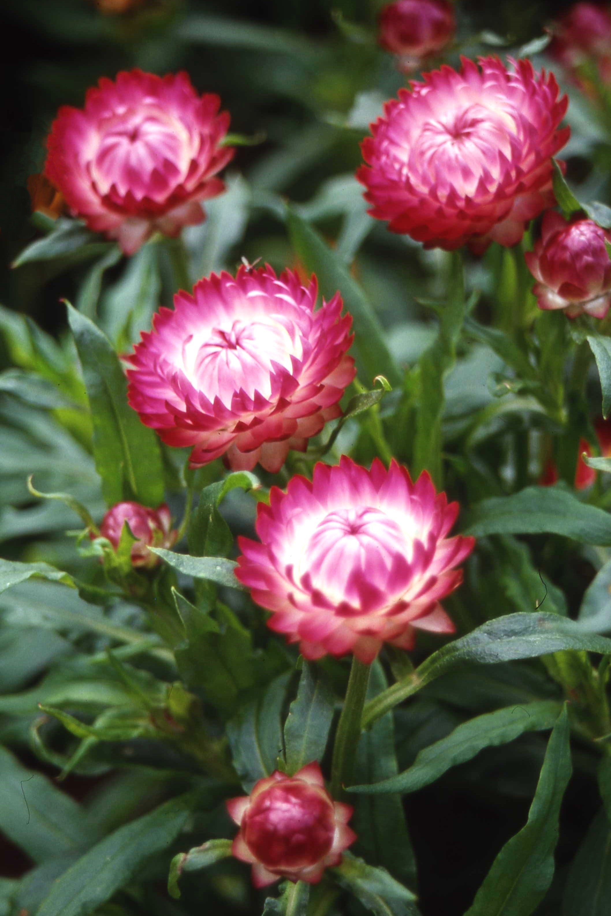 FL4074_Bright_Rose_June2024_V_
