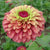 Queeny Lime Red