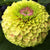 Queeny Lime with Blotch