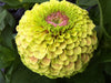 Queeny Lime with Blotch – West Coast Seeds