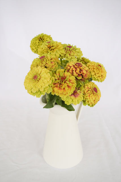 Queeny Lime with Blotch – West Coast Seeds