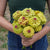 Queeny Lime with Blotch