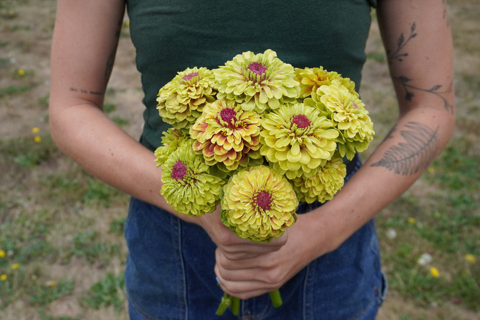 Queeny Lime with Blotch – West Coast Seeds