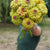 Queeny Lime with Blotch