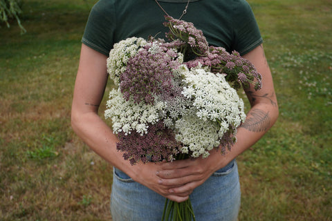 Daucus (Ammi)