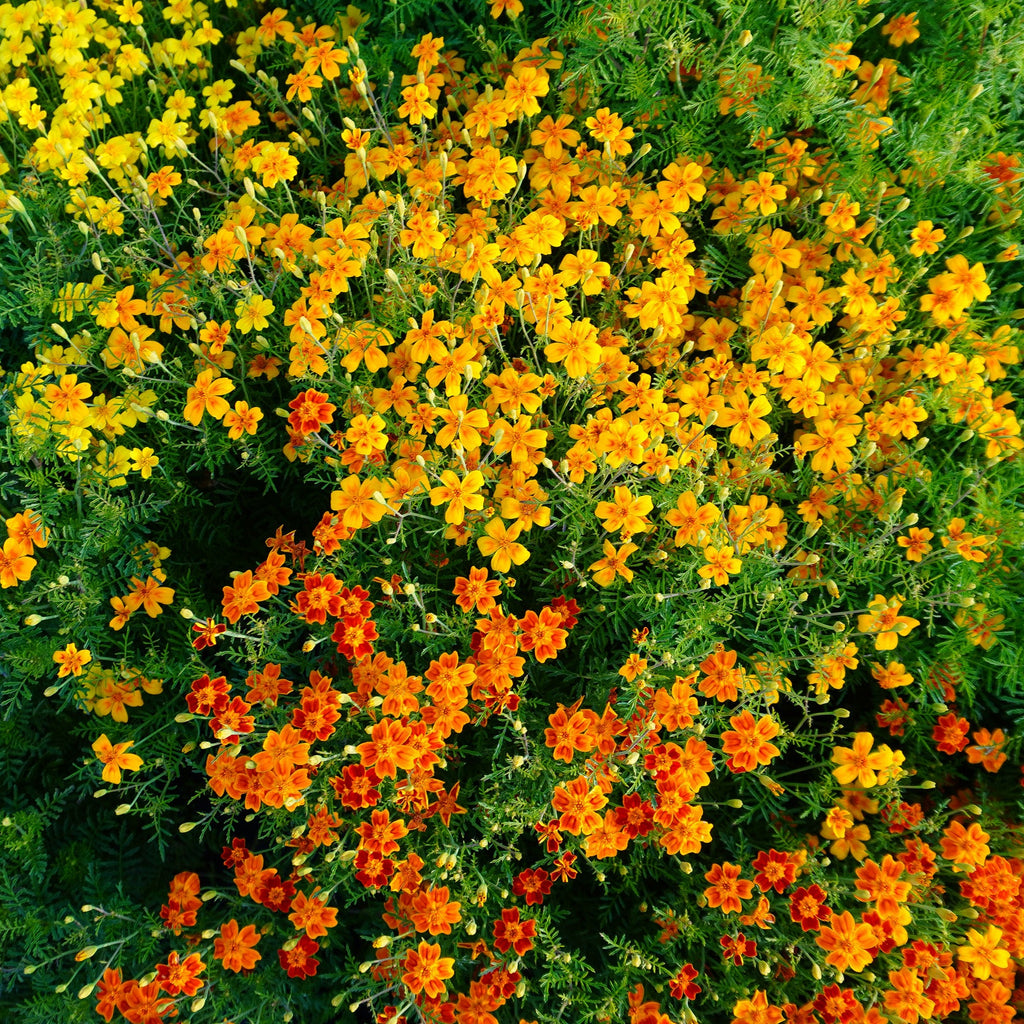marigold starfire mix seeds Starfire Mix – West Coast Seeds
