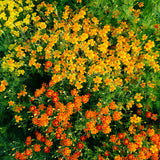 Starfire Mix