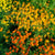 Starfire Mix