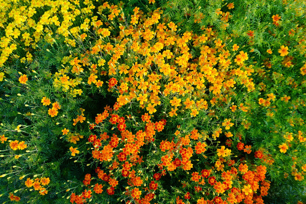 Starfire Mix