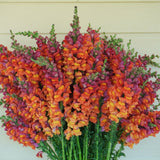 Potomac Dark Orange F1