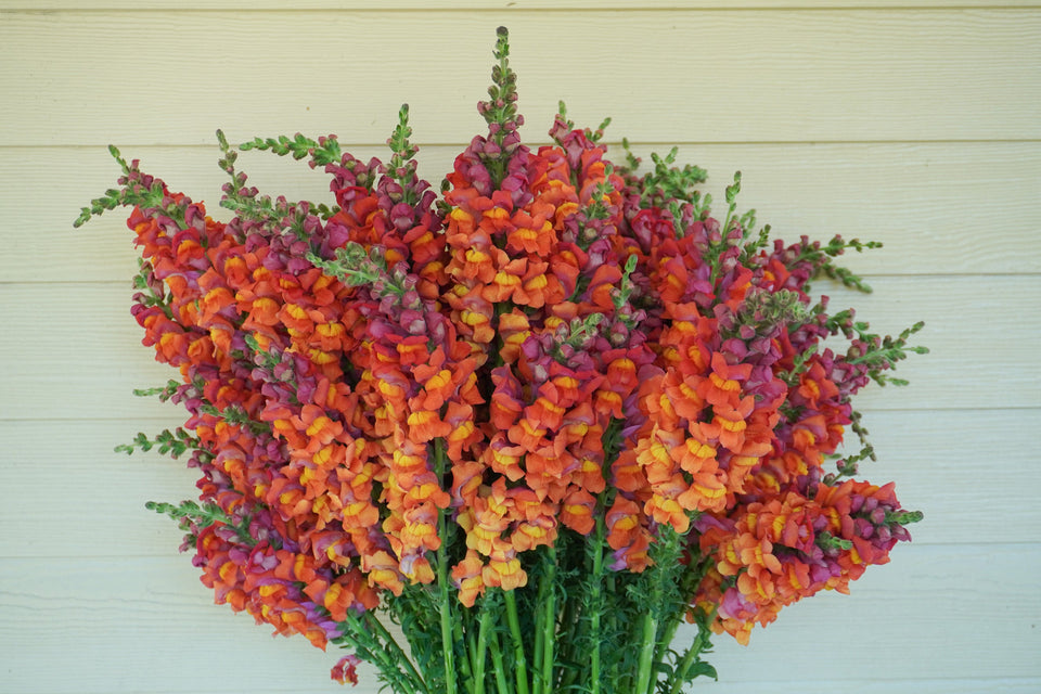 Potomac Dark Orange F1