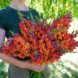 Potomac Dark Orange F1