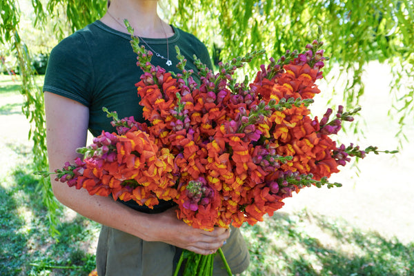 Potomac Dark Orange F1