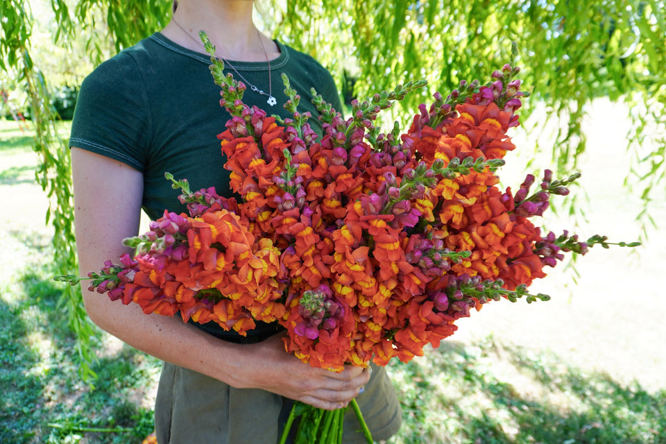 Potomac Dark Orange F1