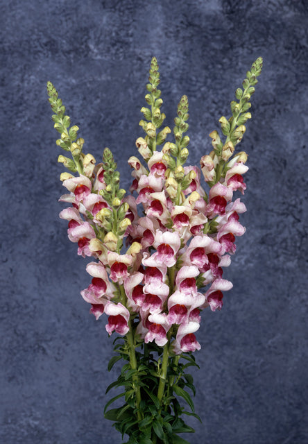 Potomac Plumblossom F1