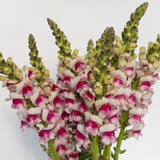 Potomac Plumblossom F1