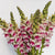 Potomac Plumblossom F1