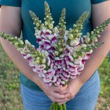 Potomac Plumblossom F1