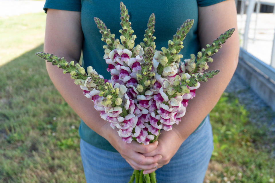 Potomac Plumblossom F1