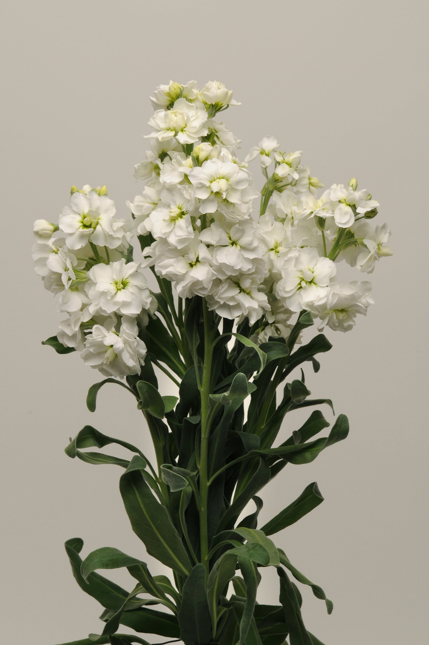 koto♡ Katz White – West Coast Seeds