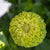 FL4094 Benarys Giant Lime