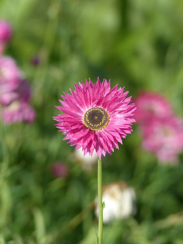 Helipterum