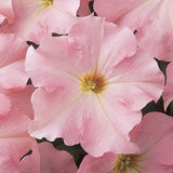 Dreams Appleblossom Pelleted