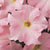 Dreams Appleblossom Pelleted