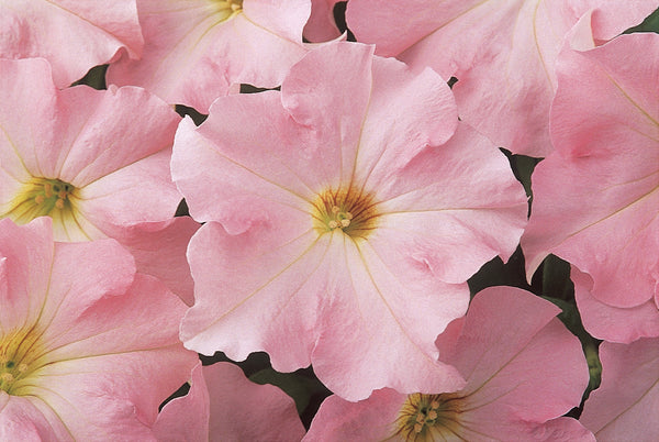 Dreams Appleblossom Pelleted