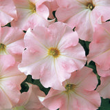 Dreams Appleblossom Pelleted