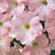 Dreams Appleblossom Pelleted