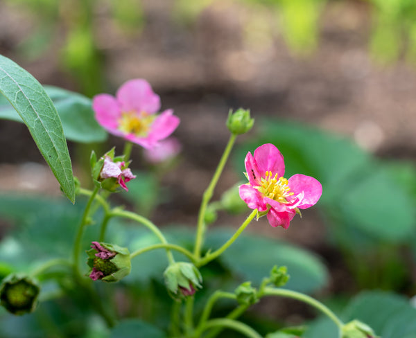 Hot Pink Berri Basket F1