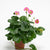 Hot Pink Berri Basket F1