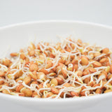 Green Lentils Organic