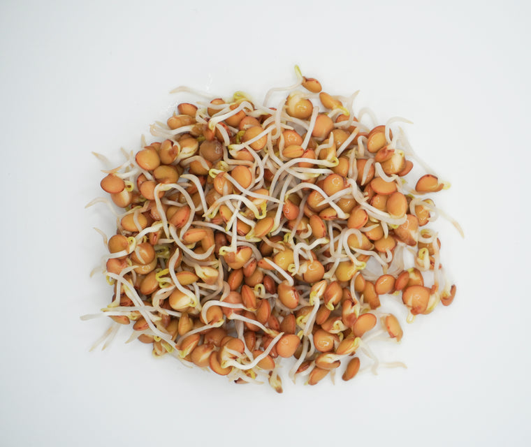 Green Lentils Organic