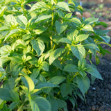 Helios Lemon