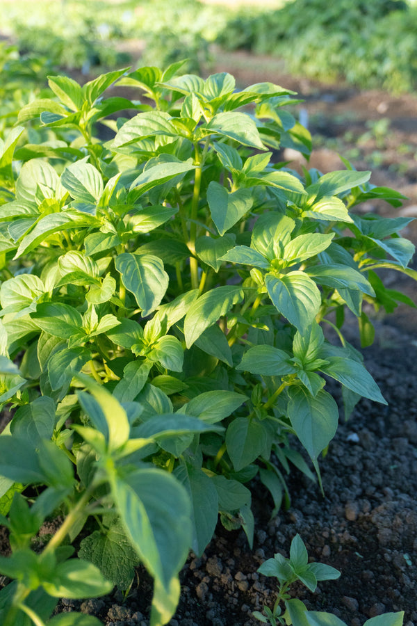 Helios Lemon