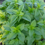 Helios Lemon