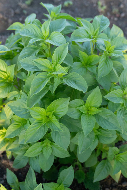 Helios Lemon