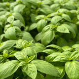 Noga Prospera Active F1 Organic