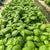 Noga Prospera Active F1 Organic