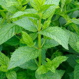 Spearmint