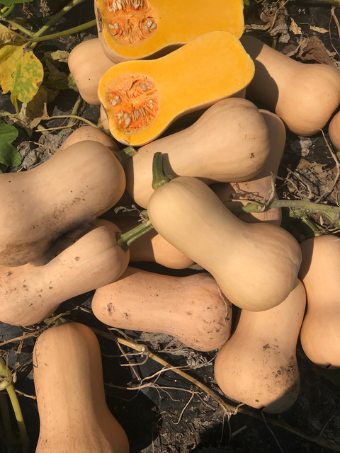 Hamilton Organic
