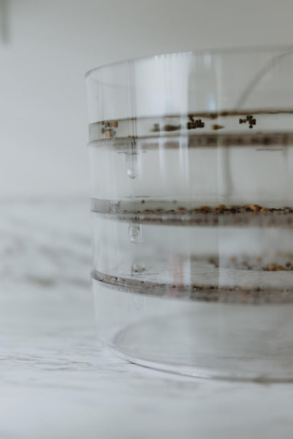 Biosta Kitchen Crop Sprouter