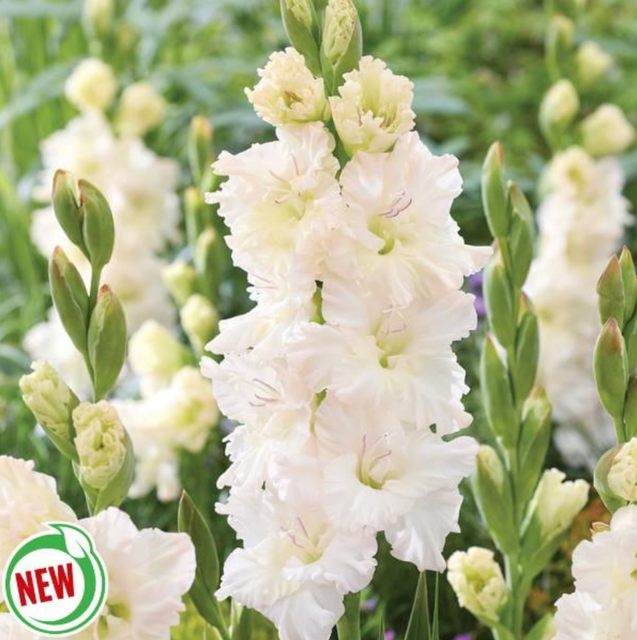 Gladiolus Ivory Perfection 10pk