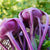 Azur Star Certified Organic